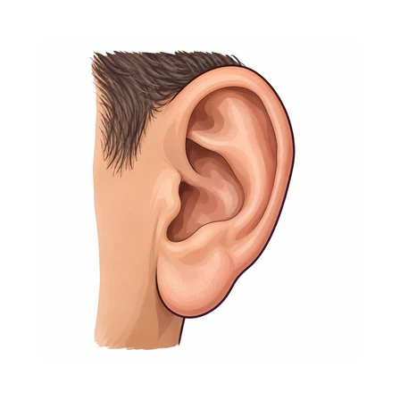 Oreja