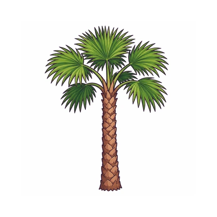 Palmera