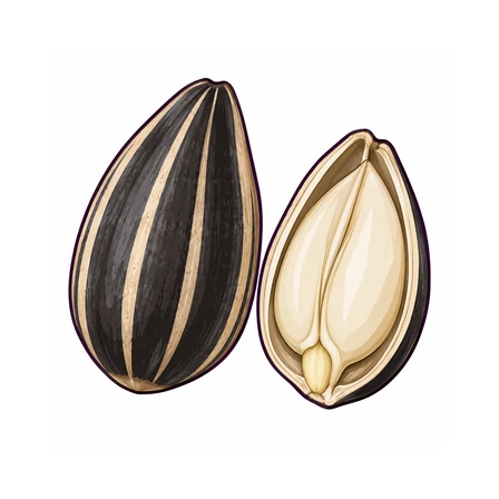 Semilla